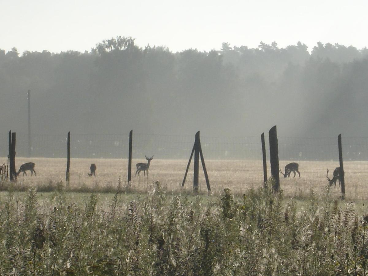 Ferienwohnung 1 Im Landhaus Am Wildpark Boek Dış mekan fotoğraf